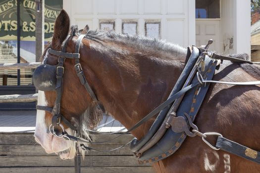 Close up horse  in Old Wild West Cowboy town with horse drawn carriage and saloon in background - Image