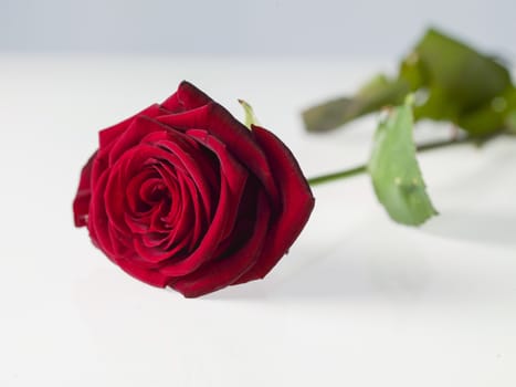beautiful red valentine rose isolated on white background - Image