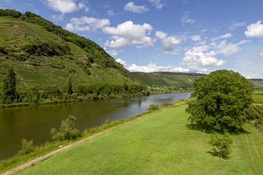 travel to Germany - view of valley of Mosel river in Cochem - Zell region on Moselle wine route in sunny summer day - Image