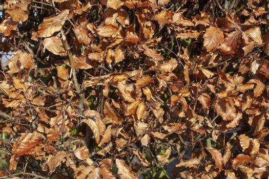 Autumn. Multicolored maple leaves lie on the grass. - Image