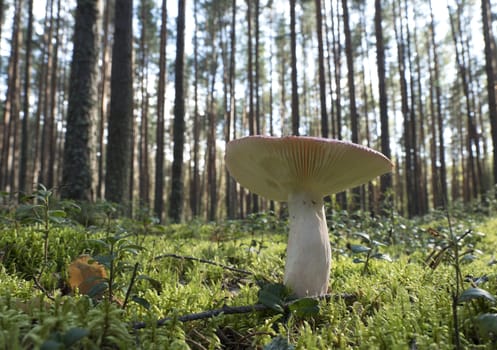 Edible mushroom in the forest on a sunny day. Russula sanguinaria.