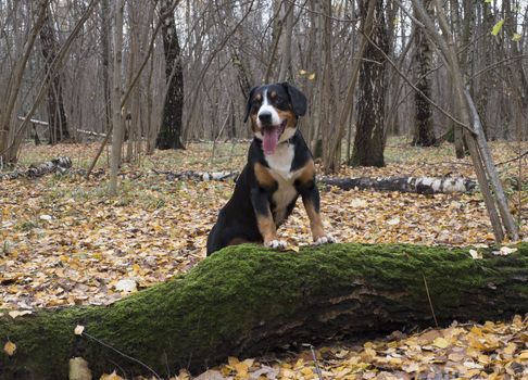 Happy dog walks in the autumn forest. Ground covered with yellow autumn leaves.