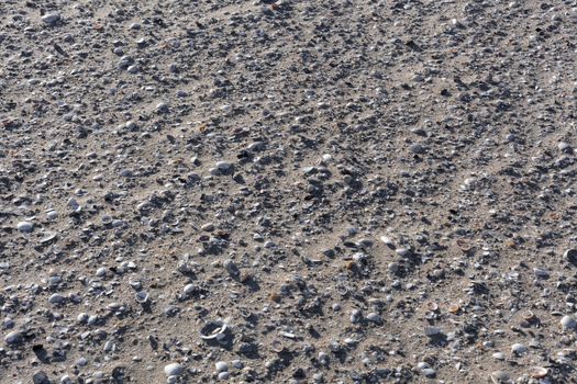 Background with shell and pebble at wet yellow sand of beach of rotterdam