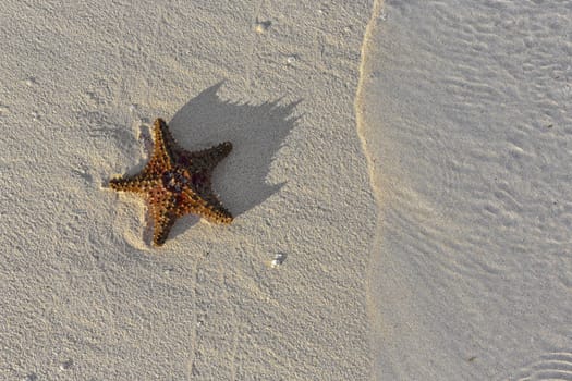 sea shells starfish on a sunny tropical sand turquoise caribbean summer vacation travel icon