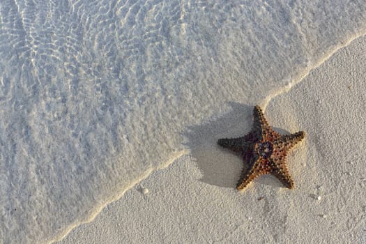 sea shells starfish on tropical sand turquoise caribbean summer vacation holiday icon