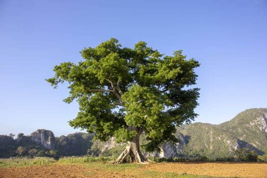 Beatiful tree in Vinales valley at sunset, cuba