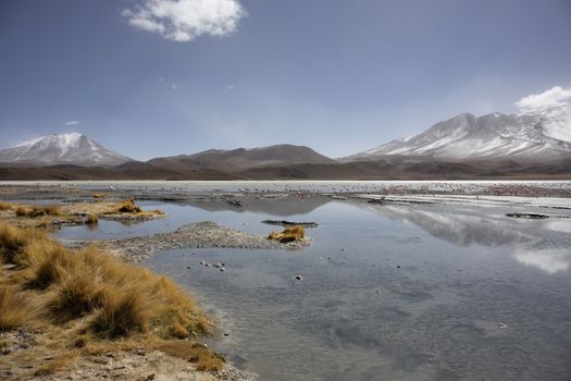 Flamingos on lake in Andes, the southern part of Bolivia, South America