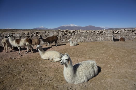 Lama on the Laguna Colorada, Bolivia, Soth America