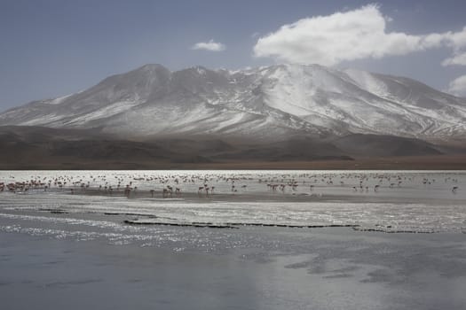 Group of pink flamingos in the colorful water of Laguna Colorada, among the most important travel destination in Bolivia. Roadtrip to Uyuni Salf Flat, Bolivia