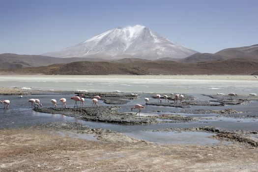 Pink Flamingos at Laguna Honda in English "Deep Lagoon in sud Lipez Altiplano reserva Eduardo Avaroa, Bolivia, is a salt lake located at 4,114 mt over the sea level in the bolivian Potosí Depart