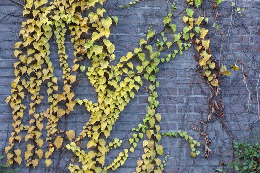 Green yellow wall plants, eco friendly vertical garden - Image