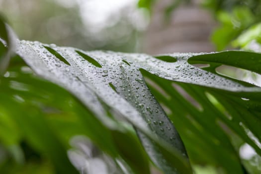 close up drops of water tropical forest