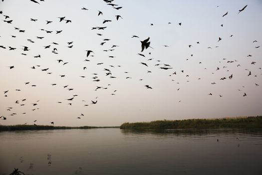 Sunset Boat Ride Silhouetteof birds Okavango Delta, Botswana Africa