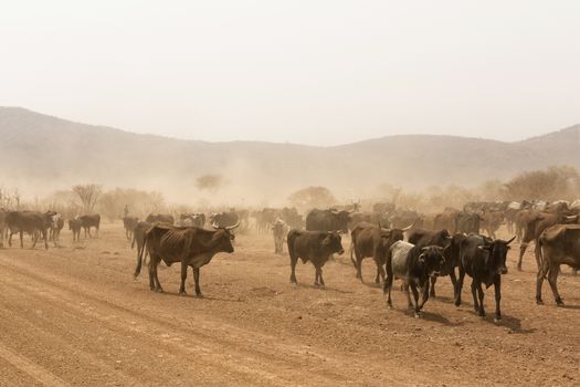 cows grazing in the desert Namib Namibia Africa