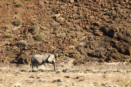 Adult African elephant standing at waterhole in Etosha National Park, Namibia, Africa