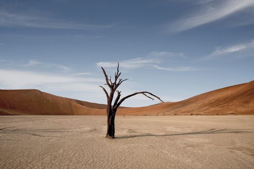 Dead Camelthorn Trees against red dunes and blue sky in Deadvlei, Sossusvlei. Namib-Naukluft National Park, Namibia, Africa