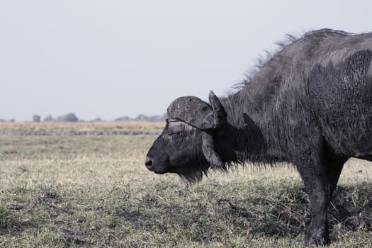 Cape buffalo (Syncerus caffer) feeds in grass in the Bwabwata National Park, Caprivi strip, Namibia