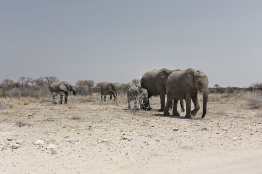 Elephant herd, Etosha National Park, Namibia