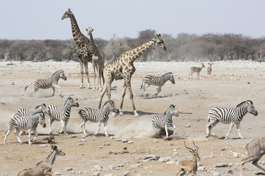 Giraffes, Zebra, and Springbok gather at a watering hole in Etosha National Park to drink in Namibia, Africa