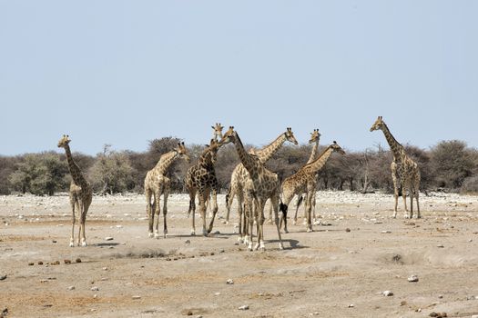 Herd of Giraffes, Etosha National Park, Namibia