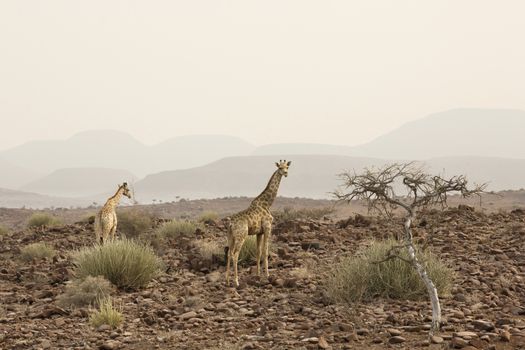 Male giraffe walking in african bush. Etosha national park, Namibia