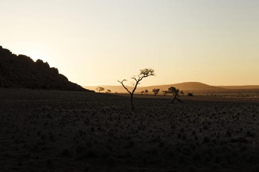 Sandy dune and dried dead trees in a Namibian desert, Namib Naukluft national park, Namibia