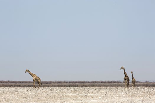 Three giraffes standing in the Southern African savanna