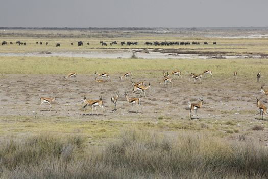 The springbok (Antidorcas marsupialis) an herd of antelope in the desert