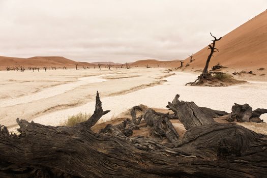 Landscape of Dead Vlei, Sossusvlei, Namib desert, Namibia, South Africa