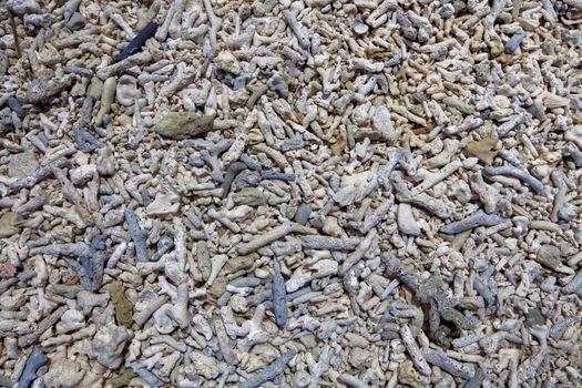 Coral bleaching on the sandy beach as structural. background texture