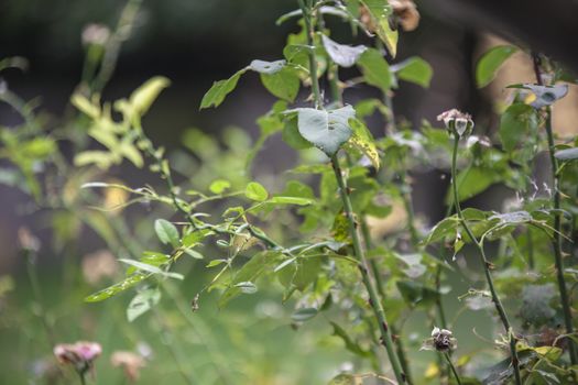 Branches of the rosary plant in autumn
