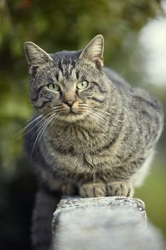 Cat lying on the wall rests at sunset