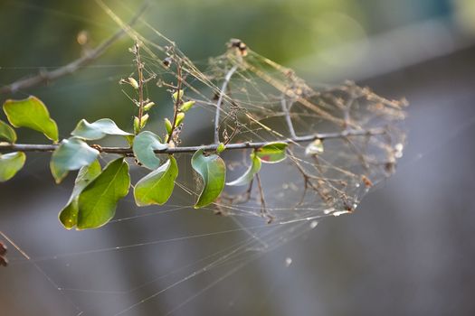 Spider webs on a plant branch in the fall