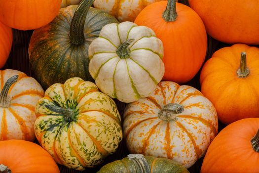 Many various pumpkins background, Halloween or Thanksgiving day concept