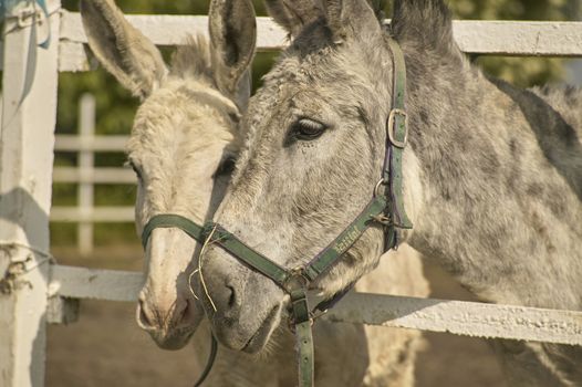 Two Donkeys in a breeding farm to eat by brushing the grass just outside the fence.