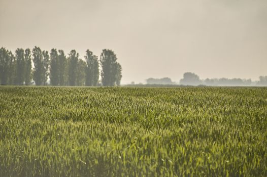 Ears of barley in a field of cultivation, agriculture in italy.