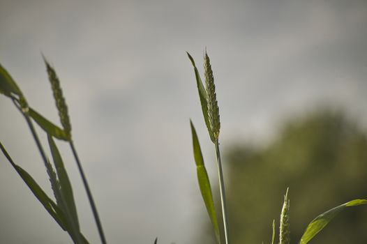 Ears of barley in a field of cultivation, agriculture in italy.