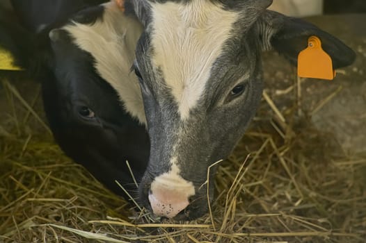 Two cows while eating hay of natural origin in a biological rearing in Italy