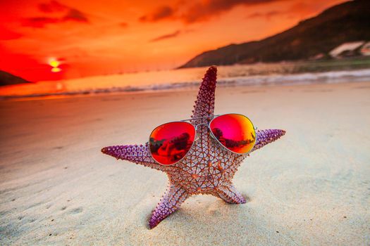 Starfish in sunglasses on the summer beach at sunset