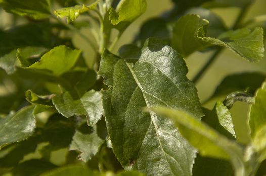 Macro photo of a green leaf lit by the sun, an example of generic Mediterranean vegetation.