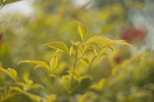 View of some leaves of a tree with blurry background, fairy tale shooting.