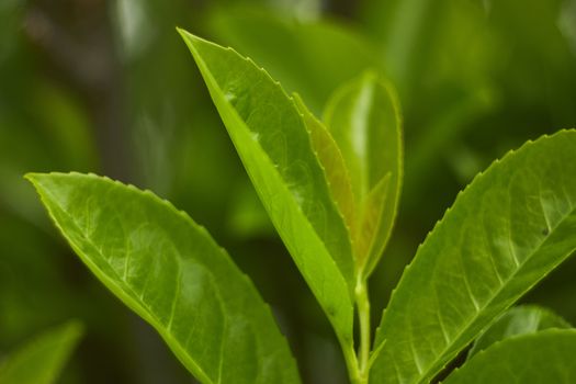 Detail of some leaves under magnification of a macro lens. veins and leaf details are clearly visible, including the serrated edge.