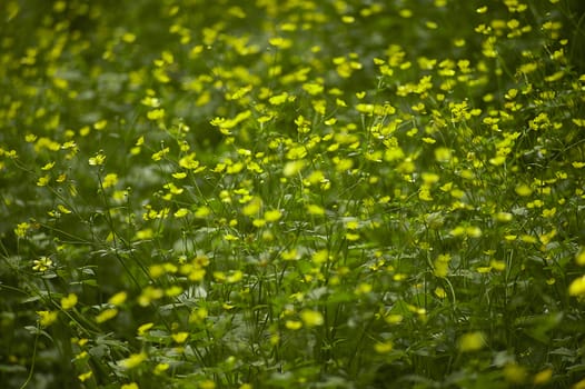 A multitude of yellow flowers in a park. Great as background or texture for graphic designs.