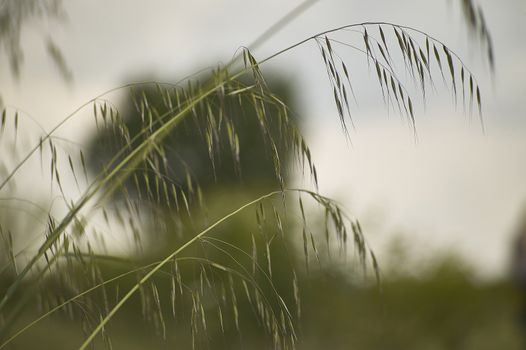 oat Plant in a field driven by the wind ,Windy yarns, a macro detail that evokes melancholy and reflection.