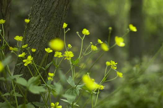 A multitude of yellow flowers in a park. Great as background or texture for graphic designs.