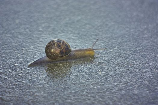 Snail, husk that crawls on a concrete surface after a rain, a colorful and colorful specimen.