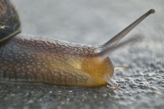 Detail of a macro shot of a snail, skull, where you can see the details of the eyes, antennas, and ripples of the body.