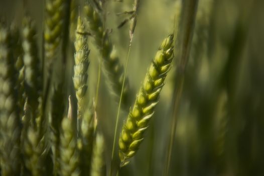 Ears of barley in a field of cultivation, agriculture in italy.