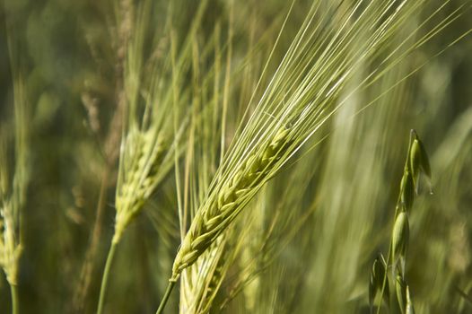 Ears of wheat in a field of cultivation, agriculture in italy.