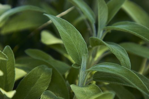 Magnifying a Salvia Sage leaf, a plant used as a spice in the kitchen.